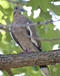 White winged Dove